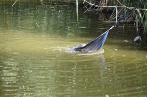 Preisfischen 2017 10039